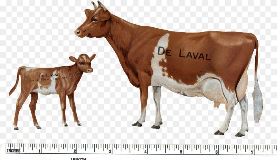 Cattle, Animal, Cow, Livestock, Mammal Png