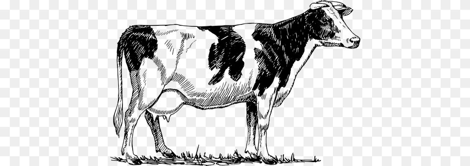 Cattle Gray Free Png Download