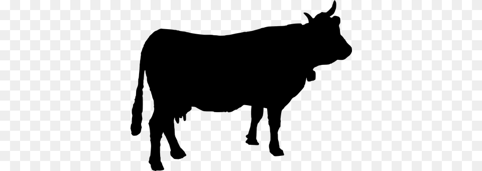 Cattle Gray Png
