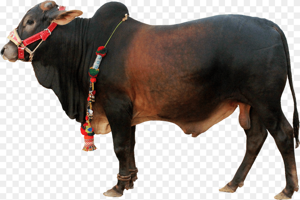Cattle, Animal, Bull, Livestock, Mammal Free Transparent Png