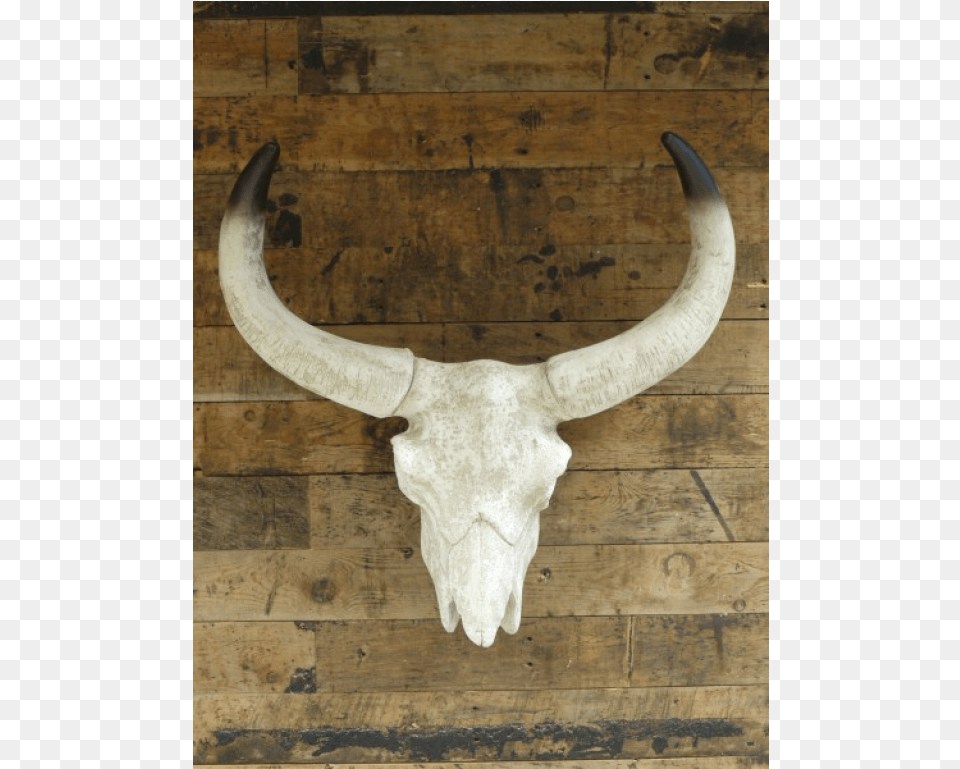 Cattle, Animal, Livestock, Longhorn, Mammal Png