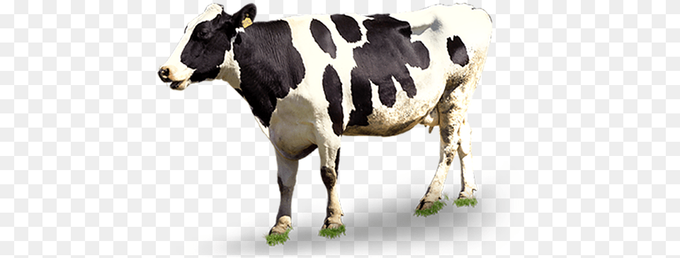 Cattle, Animal, Cow, Dairy Cow, Livestock Png
