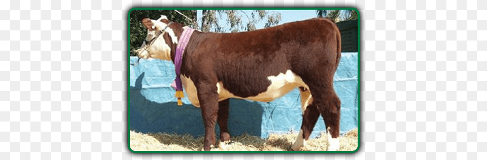 Cattle, Animal, Bull, Mammal, Livestock Png