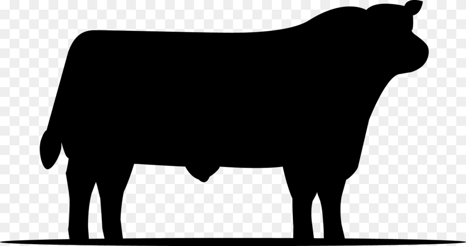 Cattle, Gray Png Image
