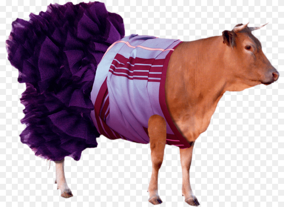 Cattle, Animal, Bull, Mammal, Cow Free Transparent Png