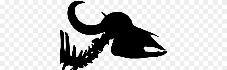 Cattle Buffalosyncerus Cafferbuffalohorn Skull, Gray Png Image