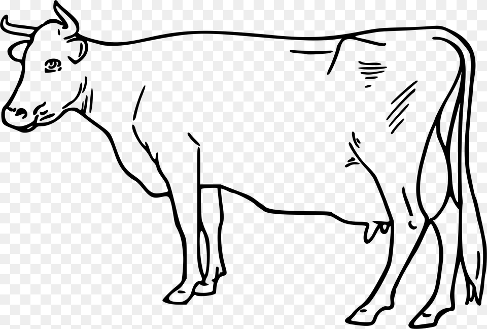 Cattle Clip Art White Cow Outline Clipart, Gray Png