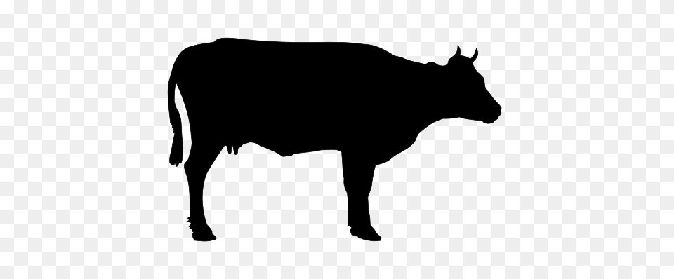 Cattle Clipart, Gray Png Image