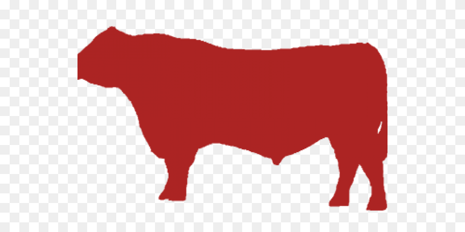 Cattle Clipart Angus Cow, Animal, Bull, Mammal, Livestock Png Image