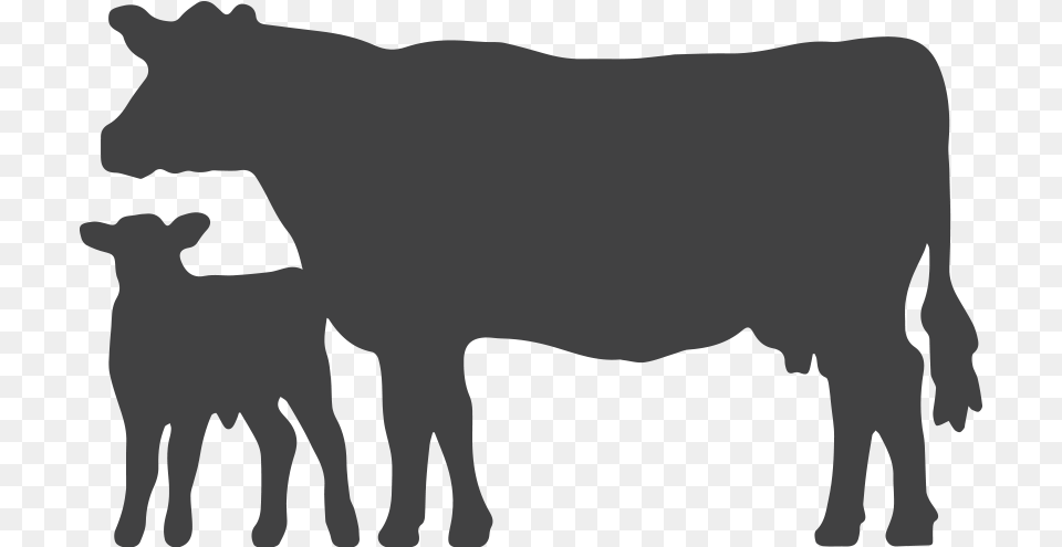 Cattle Clipart Angus Cow, Animal, Livestock, Mammal, Calf Free Png Download