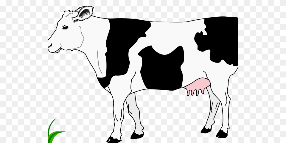Cattle Clipart Charolais, Animal, Cow, Dairy Cow, Livestock Free Png