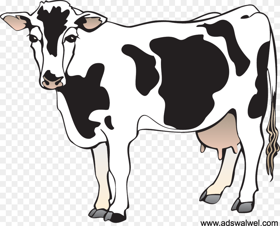 Cattle Clipart Nativity Clipart Of A Cow, Animal, Dairy Cow, Livestock, Mammal Free Transparent Png