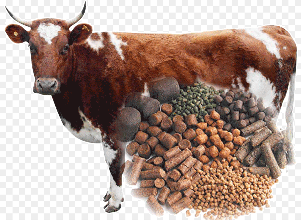 Cattle Feed Pellets Cattle Feed, Animal, Cow, Livestock, Mammal Png