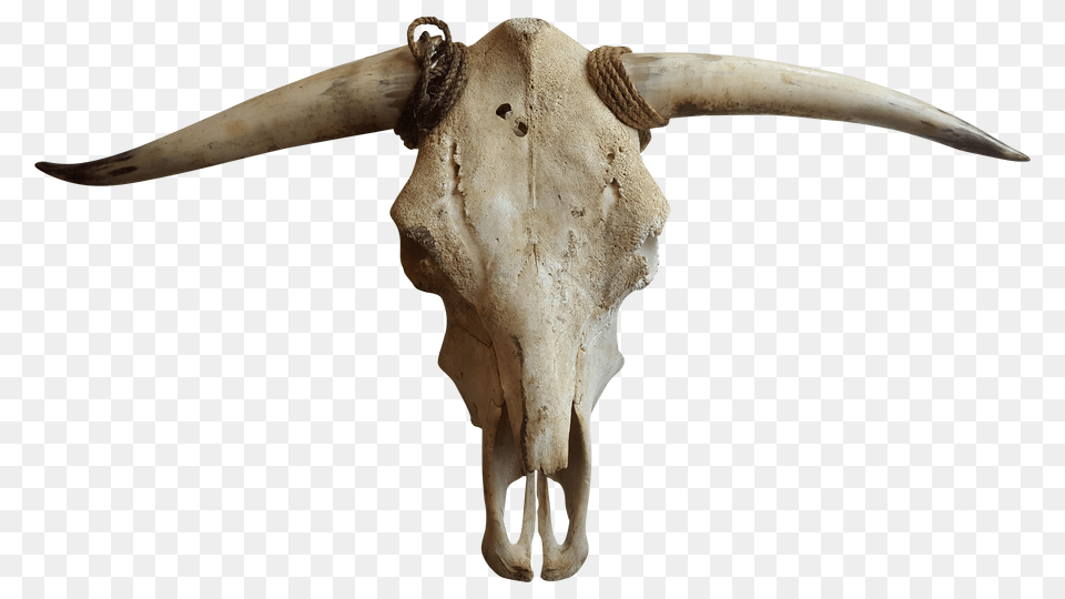 Cattle Goat Horn Bone, Animal, Bull, Livestock, Longhorn Png Image