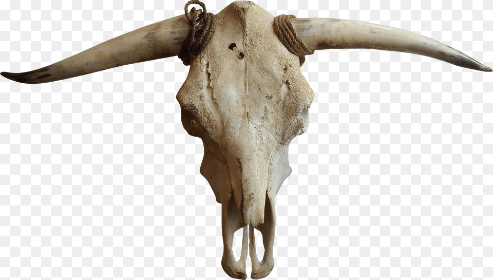 Cattle Goat Horn Bone Transparent Cow Skull Free Png Download