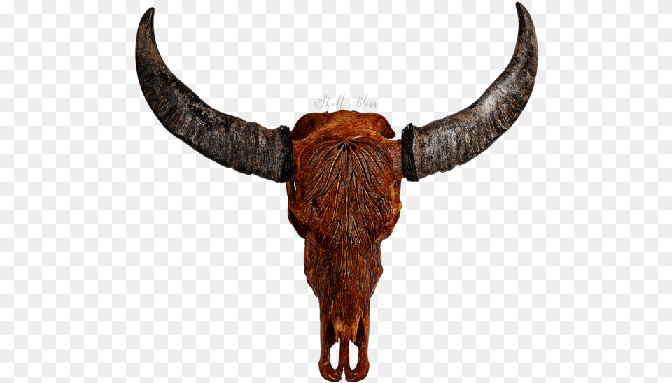 Cattle Horn Animal Skulls Bison Horn, Bull, Mammal, Livestock, Longhorn Free Png