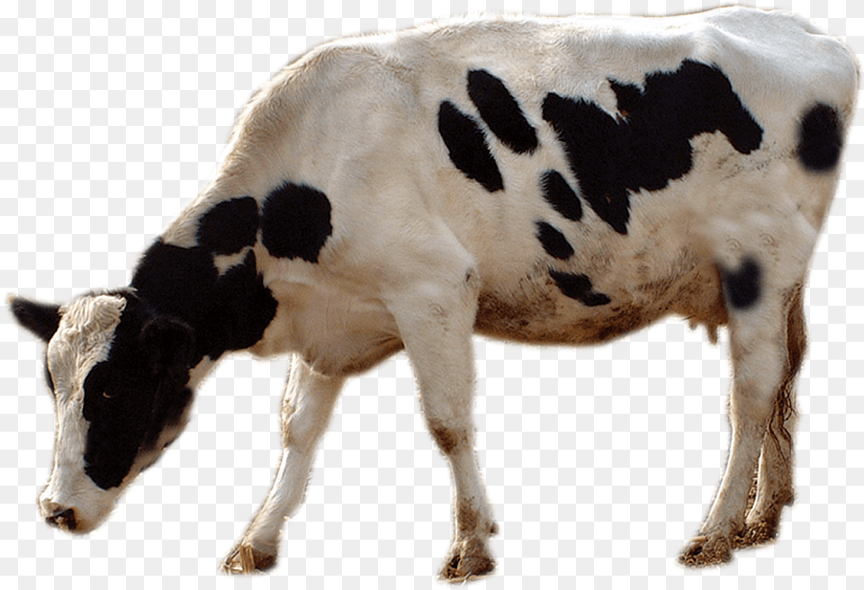 Cattle Livestock Cows Transprent Download Cow Grazing, Animal, Dairy Cow, Mammal Free Png