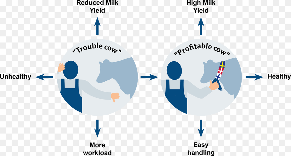 Cattle Milk Production Diagram, Animal, Bear, Mammal, Wildlife Free Png