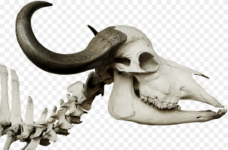 Cattle Skull African Buffalo Stone Age Animal Skulls, Dinosaur, Reptile, Head, Person Free Png