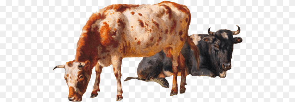 Cattle Vector Grazing Cow Cows, Animal, Bull, Mammal, Livestock Png
