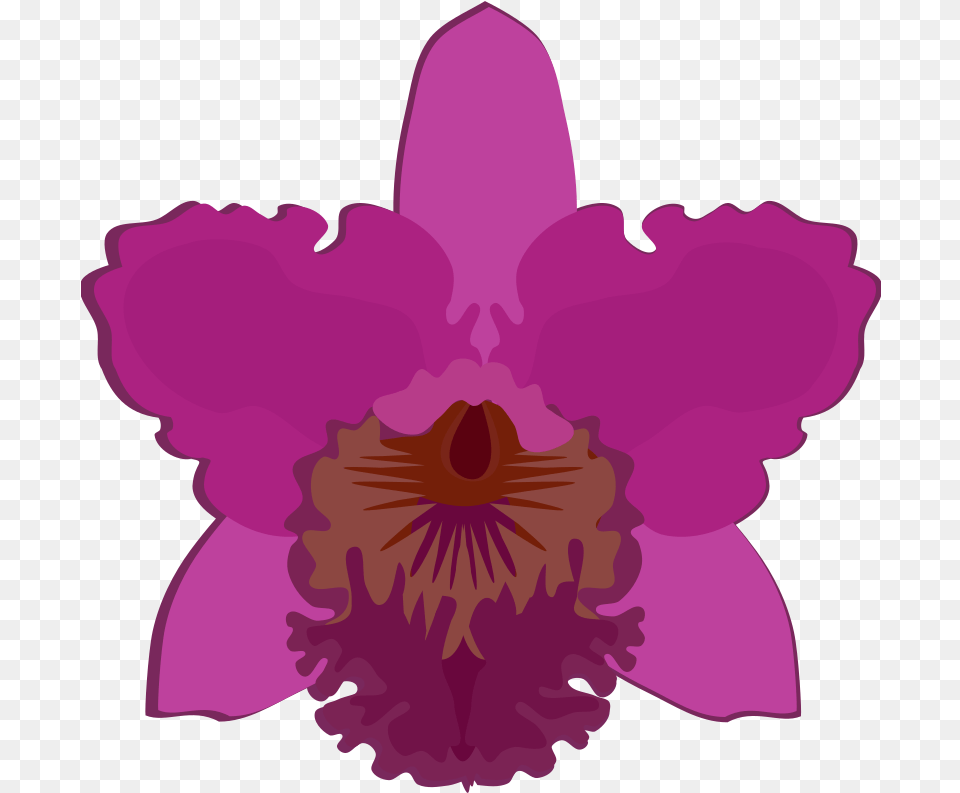 Cattleya 07b Orchid Flower Clip Art, Plant, Petal, Person Png
