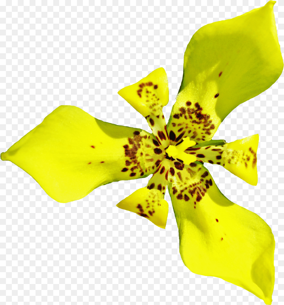 Cattleya, Flower, Petal, Plant, Pollen Free Png