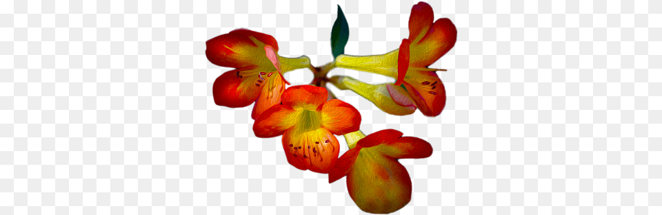 Cattleya, Flower, Geranium, Petal, Plant Free Png