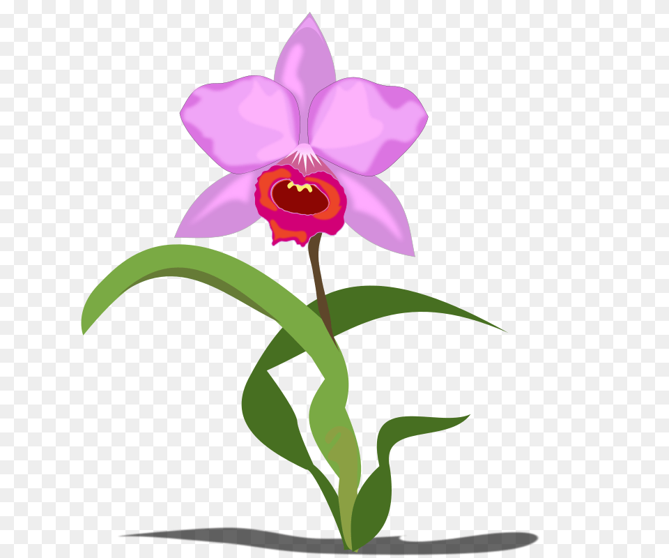 Cattleya, Flower, Orchid, Plant Png
