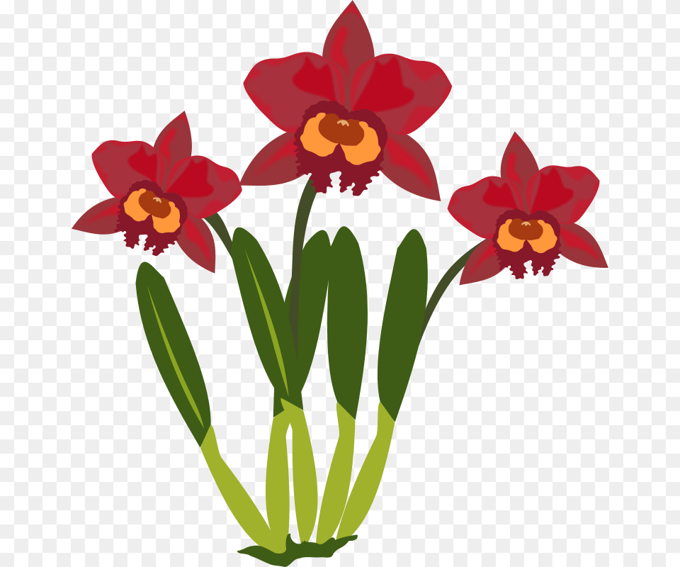 Cattleya Cartoon Picture Of Orchid Flower, Plant, Daffodil Free Png
