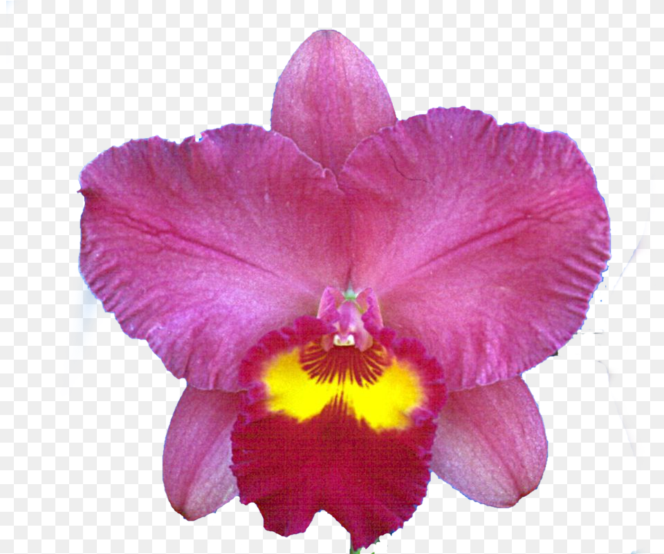 Cattleya Orchid, Flower, Plant, Rose, Petal Free Transparent Png