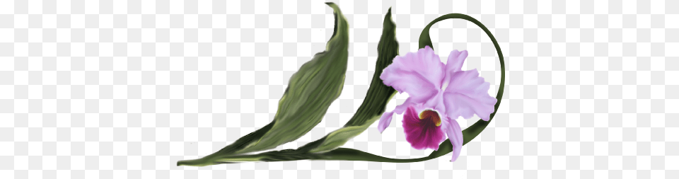 Cattleya Orchid Cattlianthe Jewel Box, Flower, Plant Png