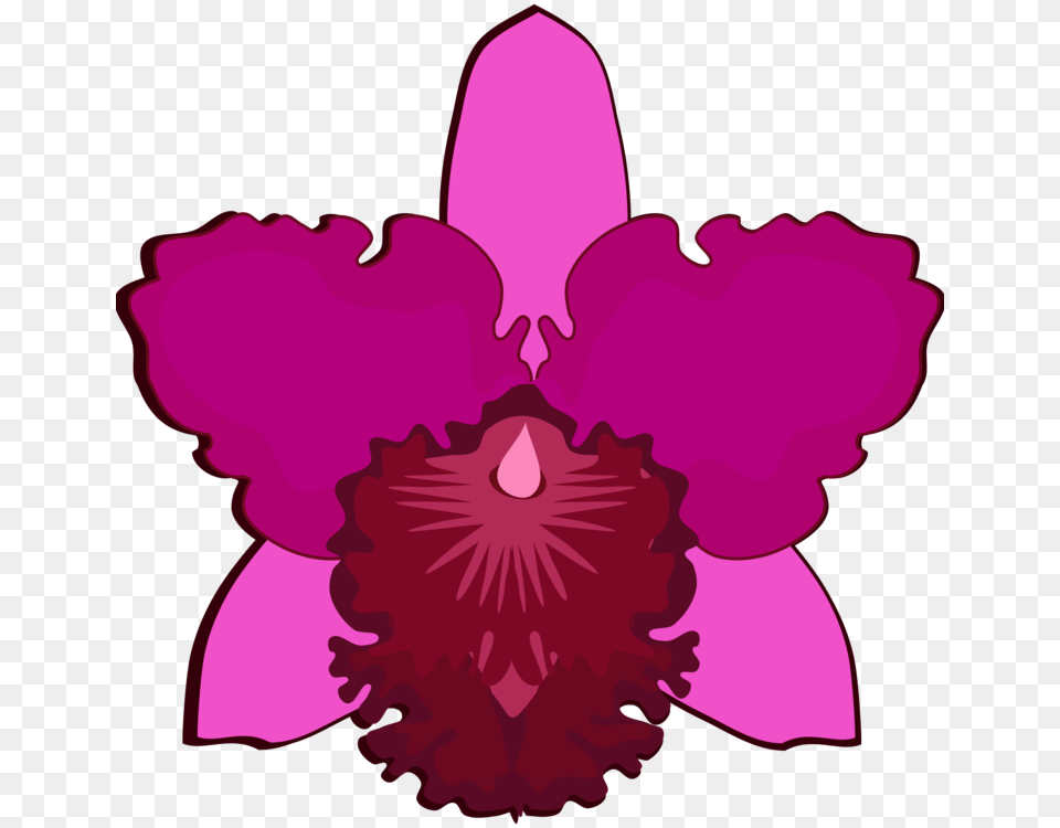 Cattleya Orchids Drawing Flowering Plant Petal, Flower, Orchid, Person Free Png