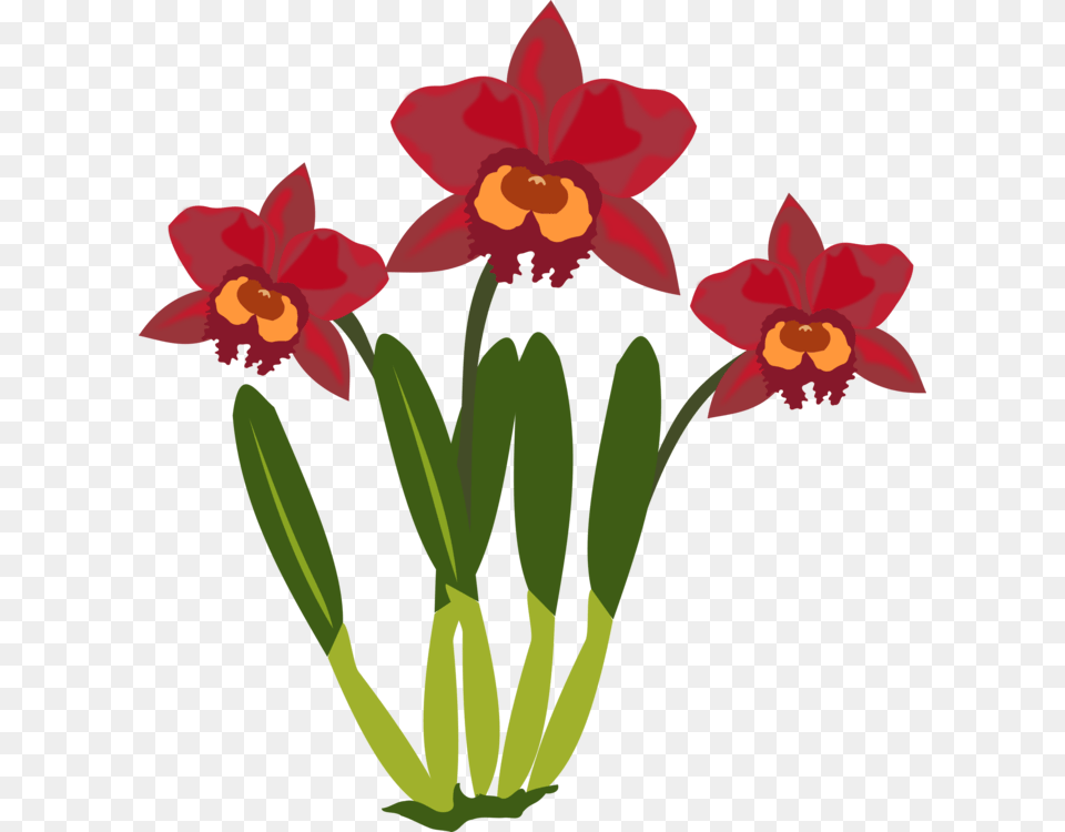 Cattleya Orchids Flowering Plant Plants, Flower, Daffodil Free Png Download