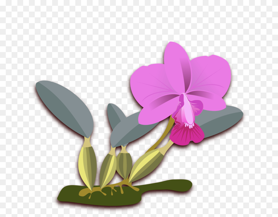 Cattleya Walkeriana Moth Orchids Computer Icons Cattleya Bicolor, Flower, Orchid, Plant Png Image