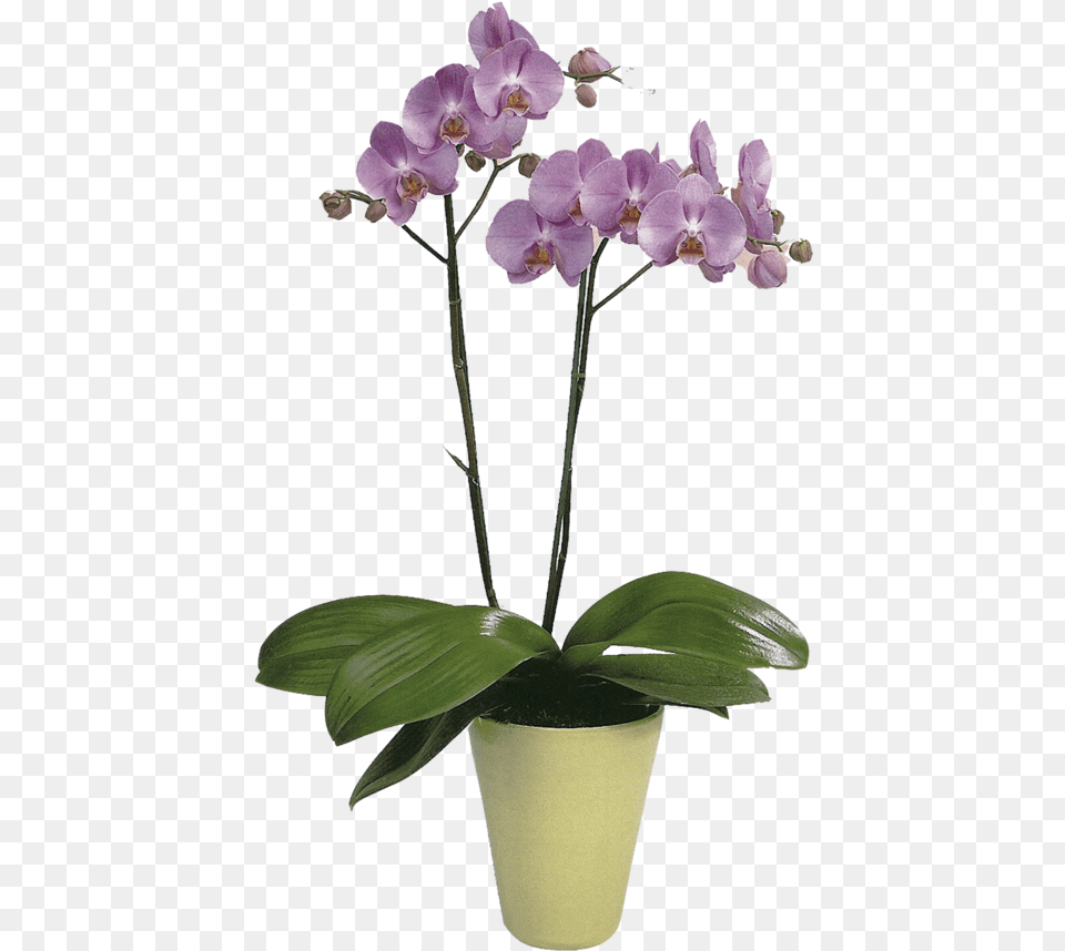 Cattlianthe Jewel Box, Flower, Orchid, Plant, Flower Arrangement Png