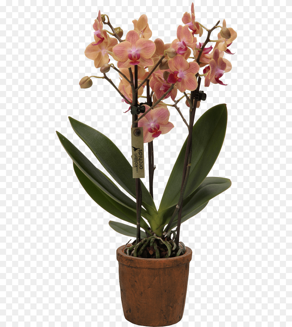 Cattlianthe Jewel Box, Flower, Flower Arrangement, Plant, Orchid Free Png Download