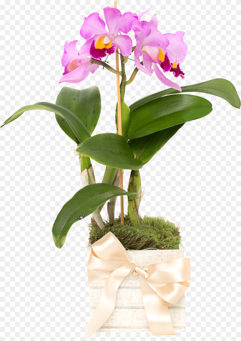 Cattlianthe Jewel Box, Flower, Flower Arrangement, Plant, Potted Plant Free Transparent Png