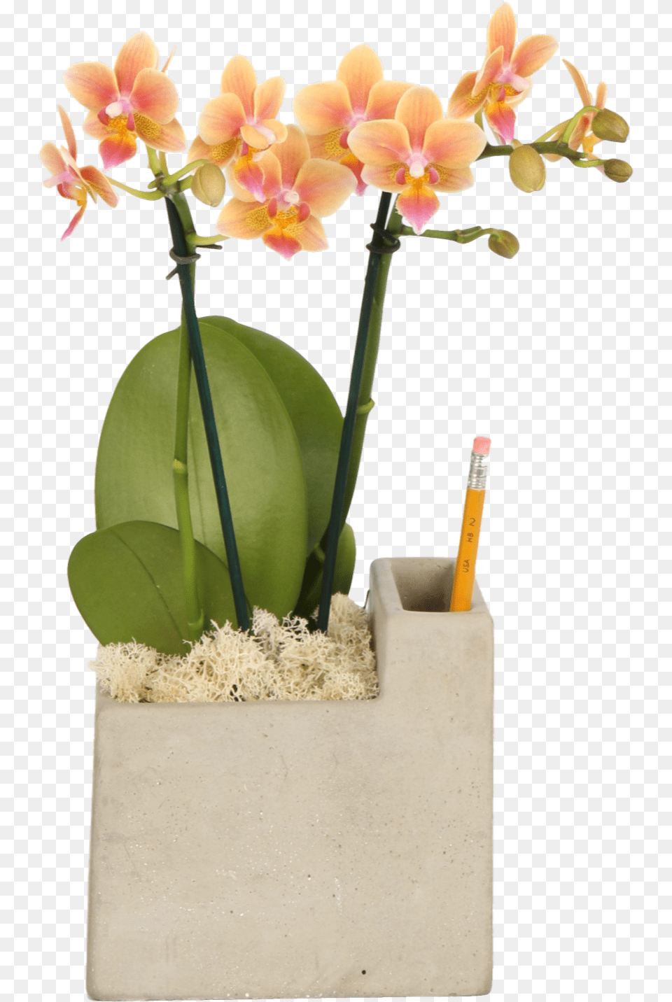 Cattlianthe Jewel Box, Flower, Flower Arrangement, Flower Bouquet, Plant Png Image