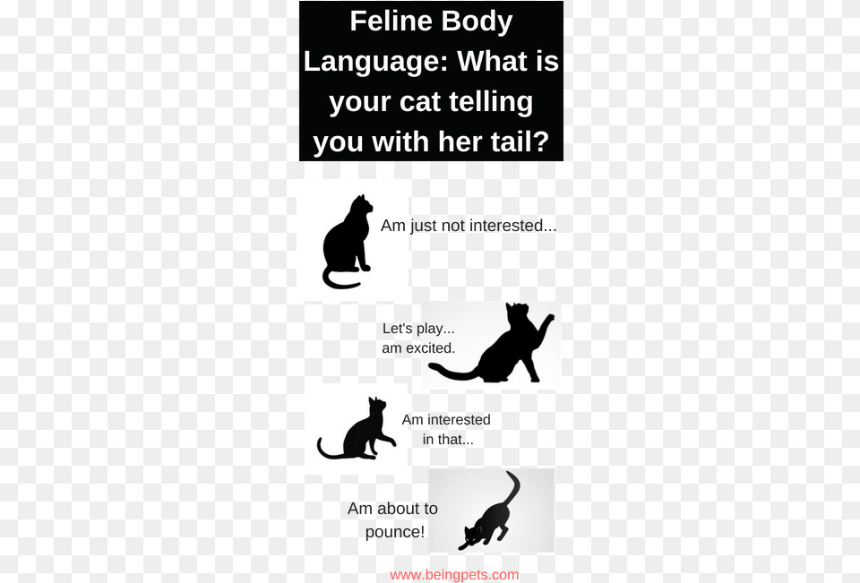 Catu0027s Tail Twitching Halloween Black Cat Bag Domestic Cat, Silhouette, Animal, Mammal, Pet Png Image