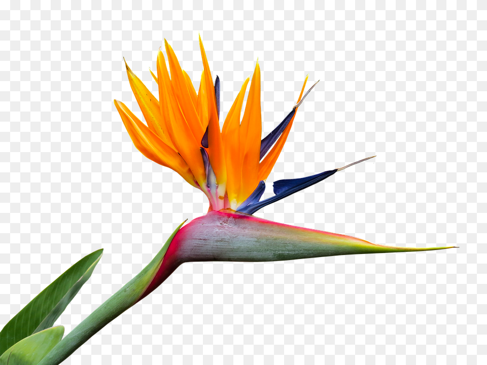 Caudata Flower, Petal, Plant Png Image