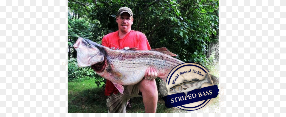 Caught With A World Record Striper Rattleblackfish World Record Striped Bass, Adult, Person, Man, Male Png