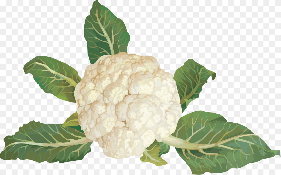 Cauliflower, Food, Plant, Produce, Vegetable Free Transparent Png