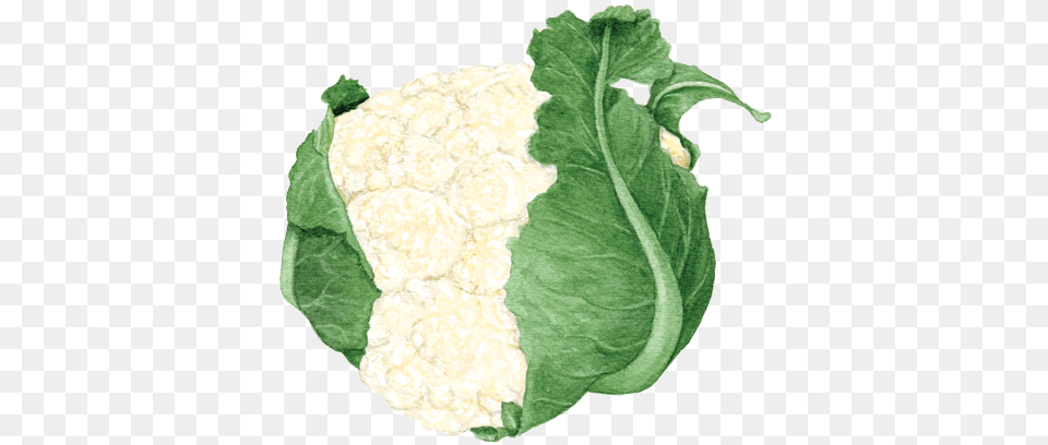 Cauliflower Art, Food, Plant, Produce, Vegetable Free Png Download