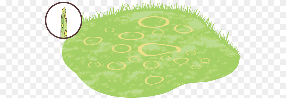 Caused By Improper Watering Or Mowing This Fungal Circle, Nature, Vegetation, Grass, Green Free Png