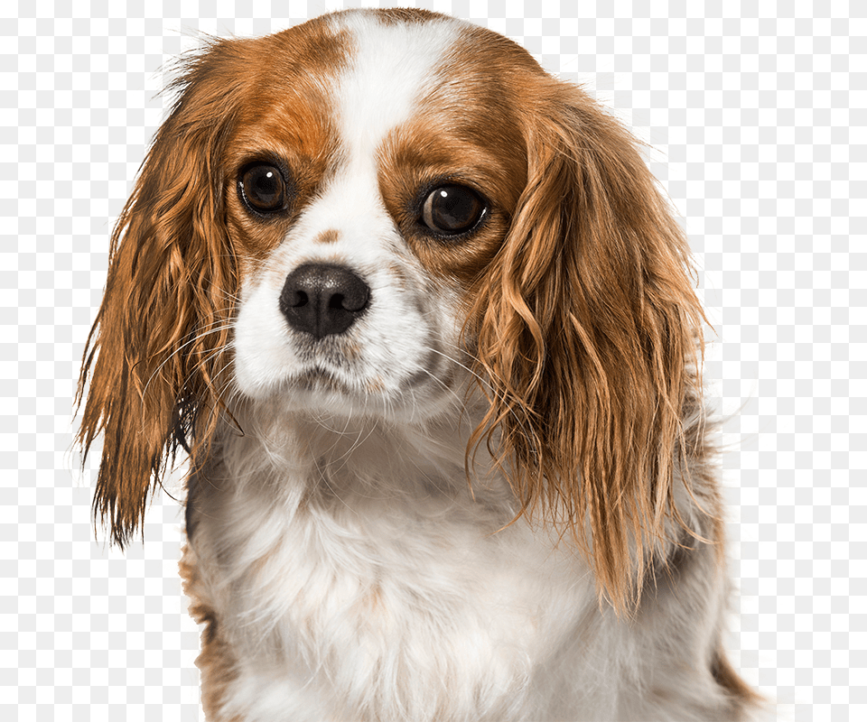 Cavalier King Charles Spaniel, Animal, Canine, Dog, Mammal Png