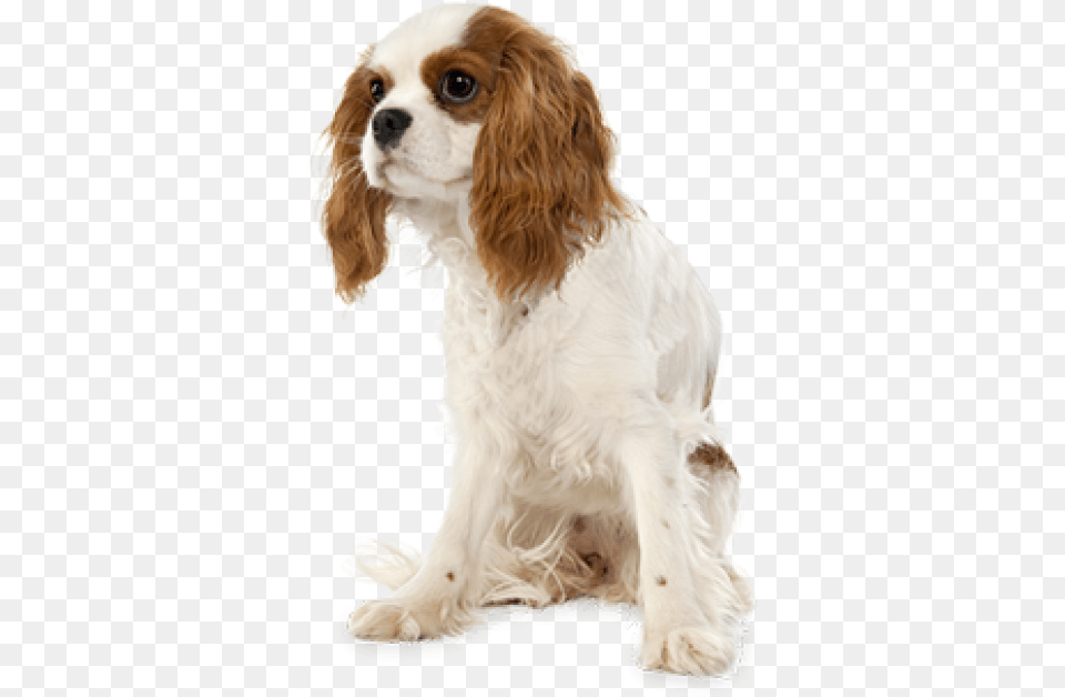 Cavalier King Charles Spaniel No Background, Animal, Canine, Mammal, Pet Png