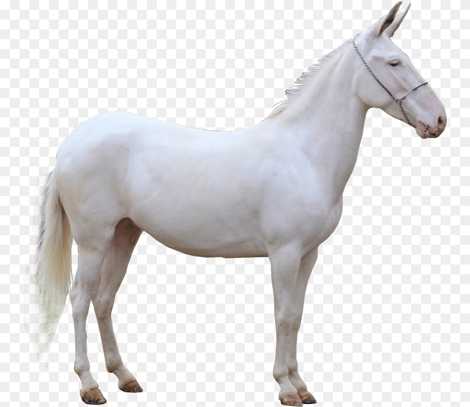 Cavalo Mustang Horse, Animal, Mammal, Stallion Png