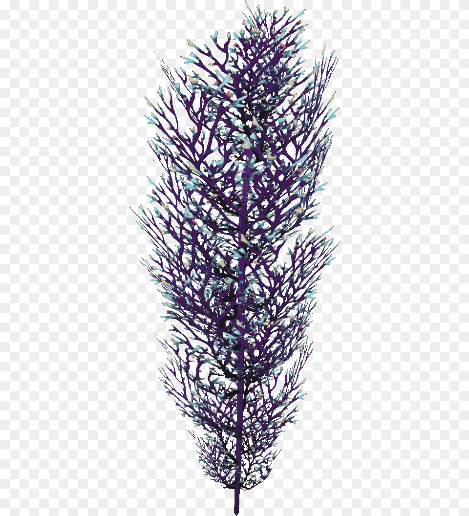 Cave Bush Flora English Lavender, Plant, Lighting, Pattern, Accessories Free Transparent Png