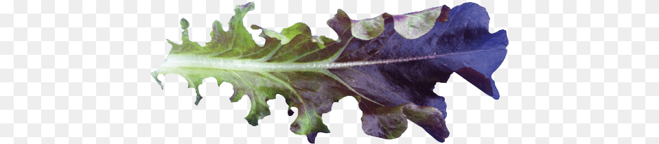 Cavendish Baby Leaf Mustard Greens, Food, Lettuce, Plant, Produce Free Transparent Png