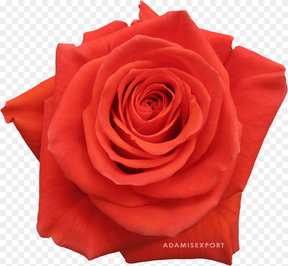 Cayenne Roses, Flower, Plant, Rose Free Png Download
